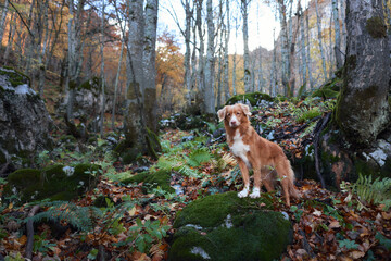 A Nova Scotia Duck Tolling Retriever stands on moss-covered rocks in a quiet autumn forest. The rich colors of the leaves and the dense woodland create a serene atmosphere.