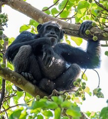 Chimpanzee on a fig tree at the Budongo forest in Murchison falls national park in Uganda