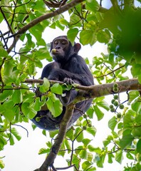 Chimpanzee on a fig tree at the Budongo forest in Murchison falls national park in Uganda