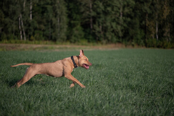American Pit Bull Terrier runs across an autumn field.