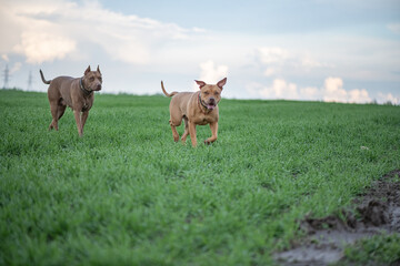 American Pit Bull Terrier runs across an autumn field.