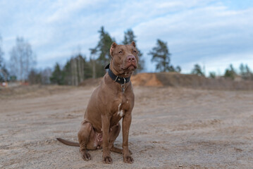 American Pit Bull Terrier runs across an autumn field.