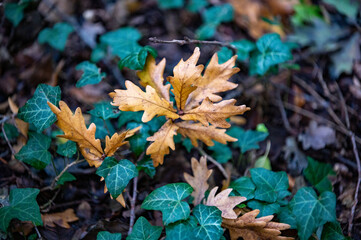 close up of autumn leafes