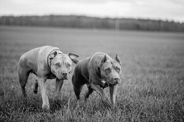American Pit Bull Terrier runs across an autumn field.