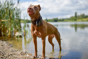 American Pit Bull Terrier runs across an autumn field.