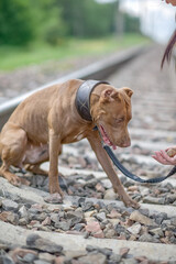 American Pit Bull Terrier runs across an autumn field.