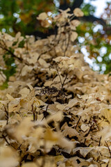 autumn leaves on the ground