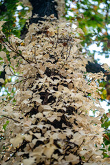 tree trunk in a forest