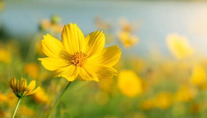 Close Up of a Yellow Flower in a Field and Copy Space