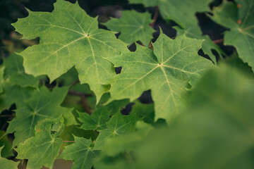 Closeup of green leaves during autumn