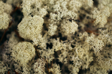 A closeup of white moss in Norwegian mountains