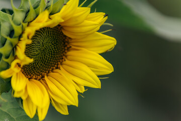 Closeup of a sunflower on green background