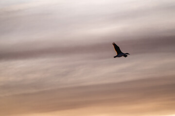 Single cormorant flying in the sky
