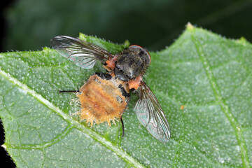 Parasitic mold on a dead fly, Entomophthora muscae. Biological method in plant protection against pests.