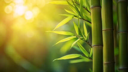 A refreshing sight of bamboo stalks standing against a bright, sunlit backdrop, epitomizing...