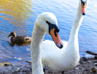 Closeup shot of the swans and ducks in the pond. Wildlife