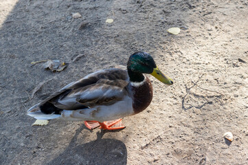 Closeup shot of a ducks in the pond. Wildlife