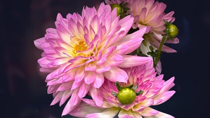 Dahlias in bloom and in bud