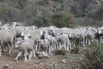Herding sheep to new pasture on a Karoo farm near Nxuba (Cradock) South Africa.