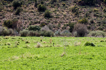 Lucerne field in the Karoo near Nxuba (Cradock) in South Africa