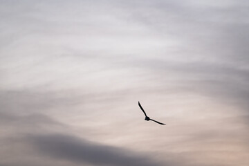 Single cormorant flying in the sky