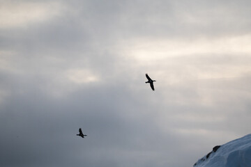 Obraz premium Single cormorant flying in the sky