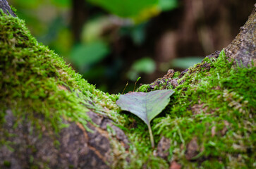 moss on the tree
