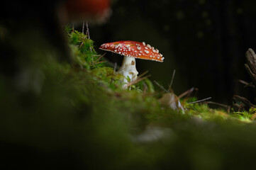 A red toxic poisonous toadstool fly agaric mushroom in an autumn fall forest with green moss. 