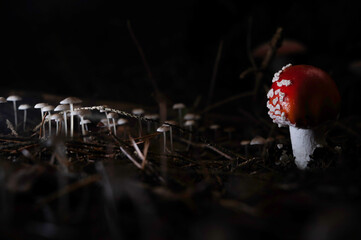 A red poisonous fly agaric in an autumn forest with green moss. 