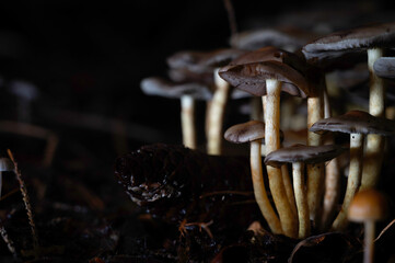 The mushroom Poison dove  Galerina marginata is poisonous and not edible, they stand in groups on rotting wood or tree stumps. 