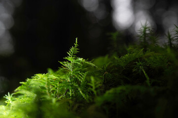 Macro close-up of green moss on old trees stump and the forest floor. 