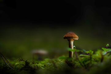 Natural porcini mushroom in an autumn forest with green moss on the forest floor.