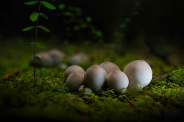 Mushroom, bottle mushroom, Lycoperdon perlatum, cream-coloured, in the fall forest on an old tree stump with moss. 