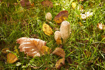 Czernidłak kołpakowaty, Coprinus comatus (O.F. Müll.) Pers.