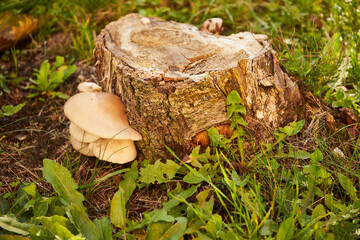 huba  © Marcin Łazarczyk