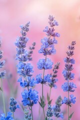 Obraz premium A close-up of delicate blue flowers, with a pastel-colored background.