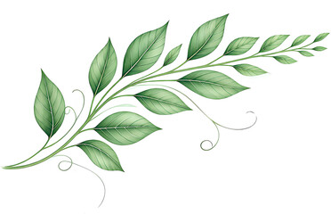 Green leaves casts long shadows on a white background.