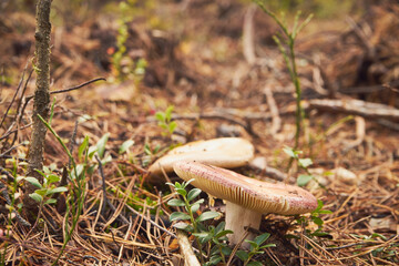 Gołąbek buczynowy, Russula nobilis Velen