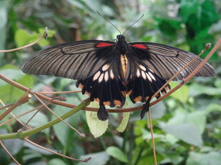butterfly on a leaf