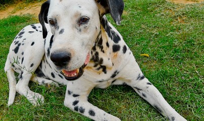 dog Dalmatian 
