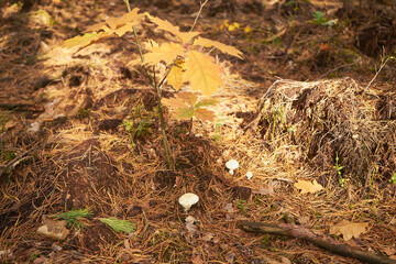 muchomor cytrynowy, Amanita citrina Pers.