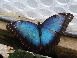 butterfly