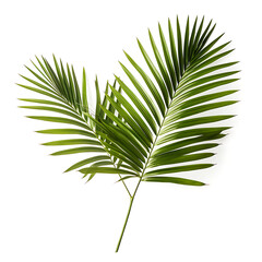 Obraz premium Palm tree branch with green leaves, cut out