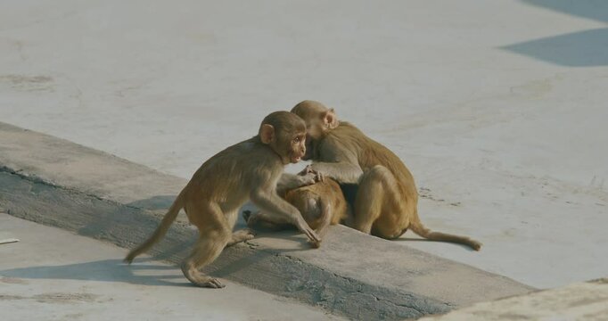 Agra, Uttar Pradesh, India. Slow Motion Three Monkeys Play With Each Other Fight And Tumble. Animal Friendship. Bonnet Macaque - Macaca Radiata Or Zati. Animal Life. Indian Fauna. Funny Monkeys
