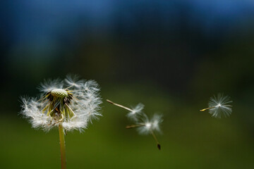 Obraz premium Pustelblume