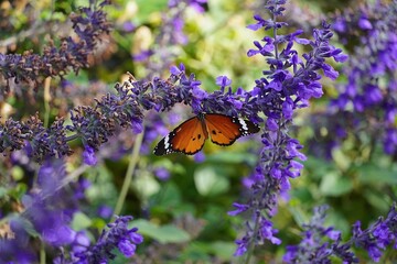 A plain tiger, or African queen, or Danaus chrysippus butterfly on salvia farinacea flowers