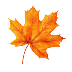 Fototapeta premium Vibrant orange maple leaf on a white isolated background, showcasing intricate vein patterns.