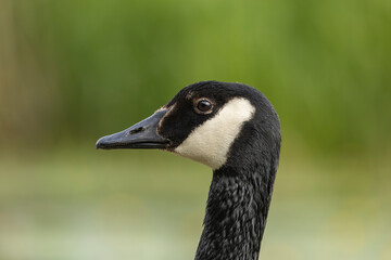 canada goose branta canadensis,common european waterfowl