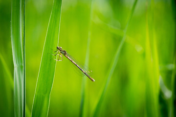 Libelle