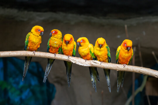 Colorful Sun Conures Perched on a Branch